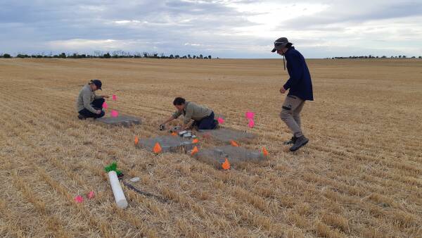 Long term CSIRO mouse management research secured with $11m GRDC funding