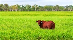 Big farms, bigger deals | Foreign capital fuels agricultural land surge