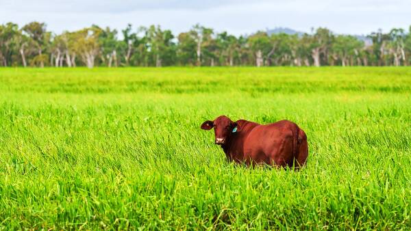 Big farms, bigger deals | Foreign capital fuels agricultural land surge