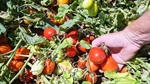 Partial sale finalised in Kilter Rural's big Goulburn Valley farmland offering