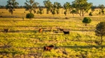 Productive 29,420 acre St George property Cashmere West sold before auction