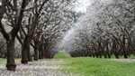 Almond heavyweight's profits rebound and market revival tipped to last years
