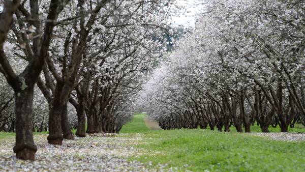 Almond heavyweight's profits rebound and market revival tipped to last years