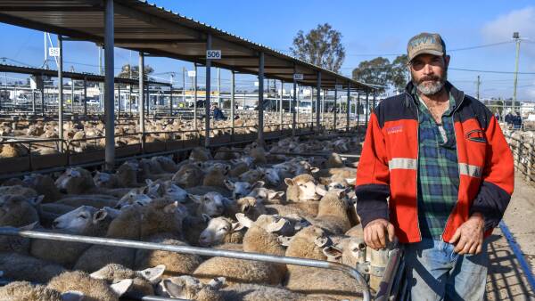 Yardings jump as producers chase their slice of red hot winter lamb market