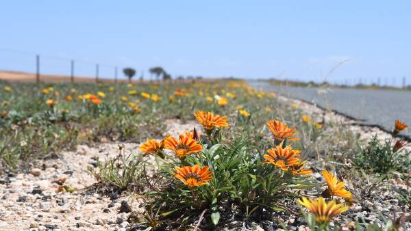 From beloved garden ornamental to crop scourge, gazanias continue to spread