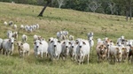 Gobongo delivers 5082 acres of productive breeding and fattening country
