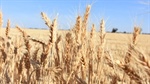 Grains claims it is carrying other sectors in federal ag department funding