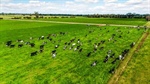 Versatile and well laid out Tongala dairy farm hits the sales market