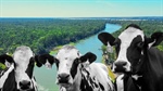 Report details massive potential impact of Basin buybacks on dairy industry