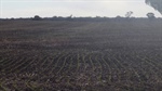 Australia's crop at crossroads as rain breathes life into southern season