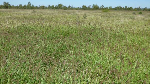 Grassed up grazing property Wadeholme sold after being passed in auction
