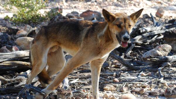 The states experiencing spikes in wild dog sightings and why it's occurring