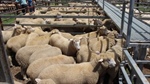 Buoyant lamb market sentiment contrasts with drought, flock sell-off plans
