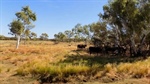Productive Gascoyne region property Wanna offered with 4000-plus cattle