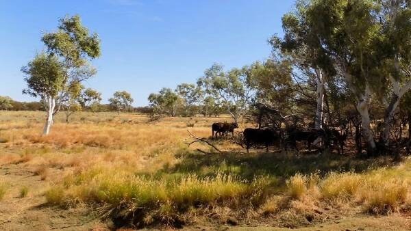 Productive Gascoyne region property Wanna offered with 4000-plus cattle
