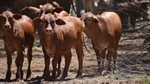Bicton: mulga property for 1000 breeders sells for more than $200/acre