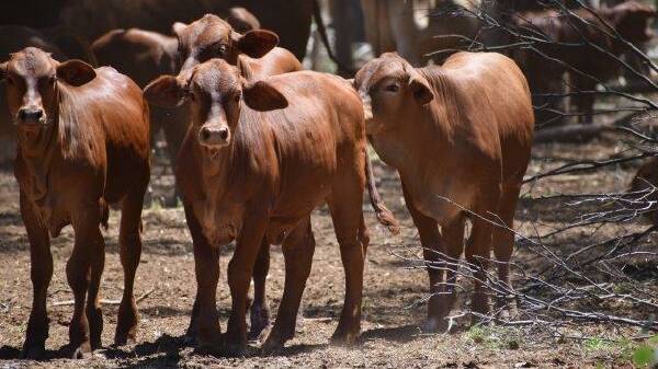 Bicton: mulga property for 1000 breeders sells for more than $200/acre
