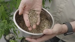 How a 50pc increase in yield will revolutionise this agricultural crop