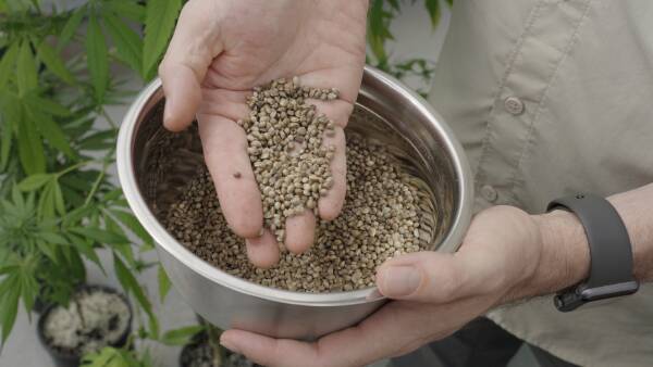 How a 50pc increase in yield will revolutionise this agricultural crop