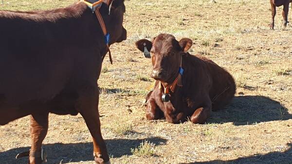 Virtual fencing regulation changes take step forward for NSW farmers