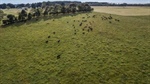 Erinmore offered outstanding grazing backed by reliable rainfall, water