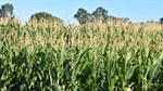 Minor use permit issued for broadleaf herbicide Callisto in maize crops