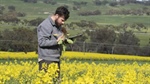 Get on top of canola virus while you still can: message from researchers