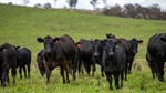Highly productive New England property Naloo sold: listed for $4235/acre