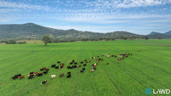 Highly regarded 1867 acre Currabubula grazing property sold after auction