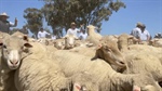 Not just lamb booming: mutton prices have skyrocketed to record levels