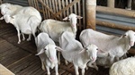Fatal flight: why 80 sheep died in cargo hold of Indonesia-bound aircraft