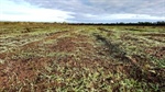 Competitive price for cleared blue gum plantation may attract graziers