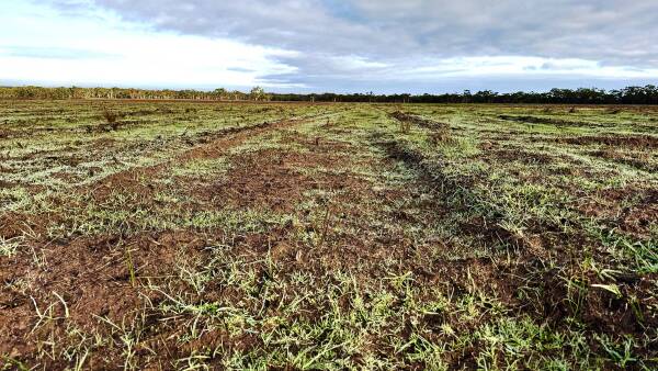 Competitive price for cleared blue gum plantation may attract graziers