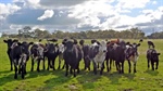 Two prominent Kingston SE farms hit the market for the spring sales