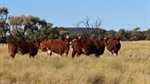 Exceptional Mitchell, buffel grass country makes $360/acre auction | Video
