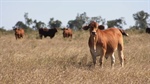 Significant Central Queensland cattle aggregation remains on the market