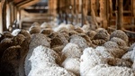 Accreditation and beyond: the kind of wool that European retailers want