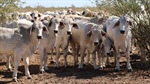 Productive Brookdale sold with 2754 cattle, plant and equipment | Video