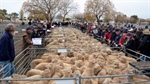 Community floods council with responses to Swan Hill saleyards closure plan