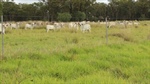 Negotiations continue on Ravenshoe cattle country with irrigation | Photos