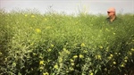 No price listed, but agent tips affordable sale for lower EP cropping farm