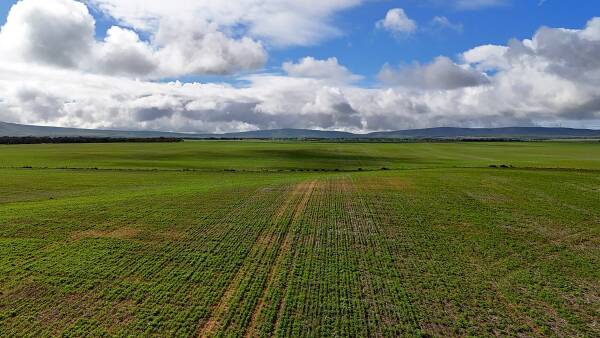 Land prices to be tested in SA with offer of quality cropping farm