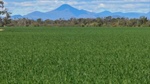 Surge in farm listings sparks renewed interest in rural property market