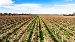 Thomson family offers its big three-vineyard Riverland portfolio for sale