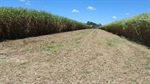Irrigated flood-free Gregory River cane farm on market for $4.15 million