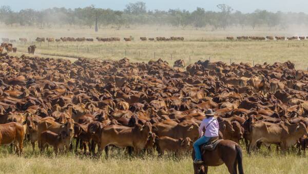 Staff shortages and foreign owner taxes crueling ag investment mood in Qld