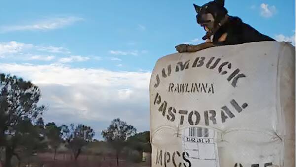 Rawlinna sheep station's deal in limbo six months after sale announced
