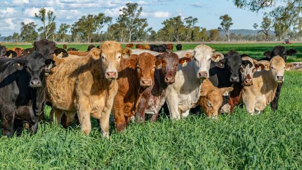 Stand-out livestock, irrigation property sale exceeds expectations | Video