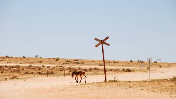 Cattle station must cull feral donkeys, as tribunal backs government order