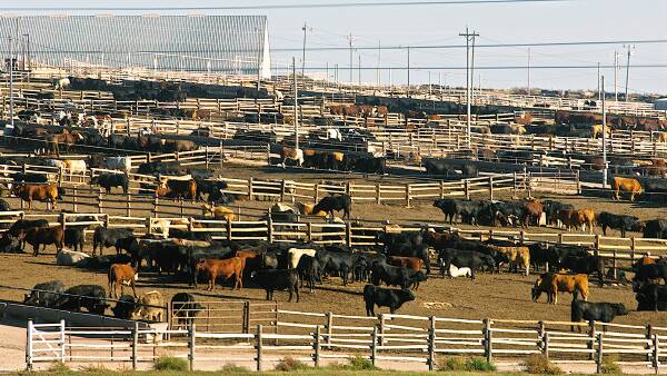 Lucrative grain-fed beef to China under threat as Trump makes up with Xi